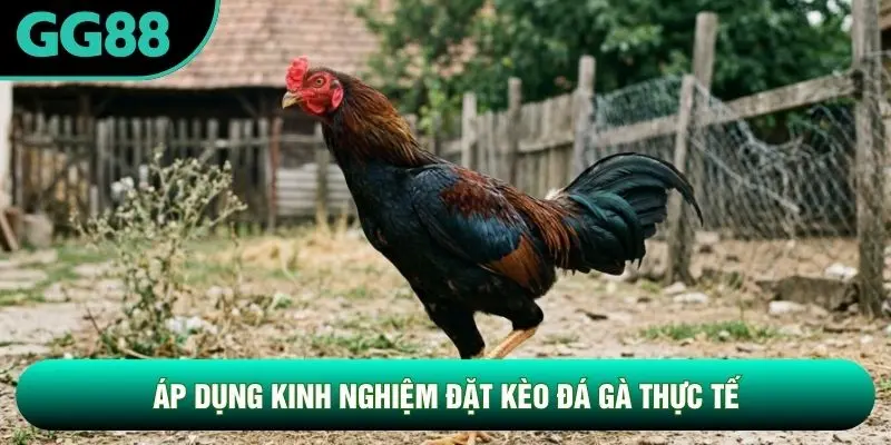 Áp dụng kinh nghiệm đặt kèo đá gà thực tế
