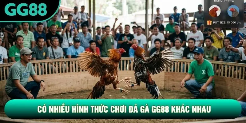 Có nhiều hình thức chơi đá gà GG88 khác nhau Có nhiều hình thức chơi đá gà GG88 khác nhau