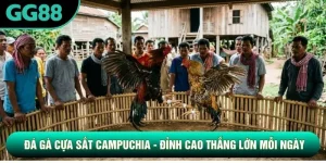 Đá Gà Cựa Sắt Campuchia - Đỉnh Cao Thắng Lớn Mỗi Ngày