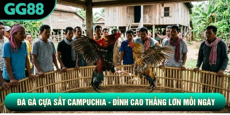 Đá Gà Cựa Sắt Campuchia - Đỉnh Cao Thắng Lớn Mỗi Ngày