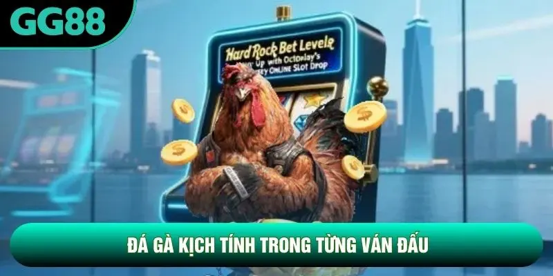Đá gà kịch tính trong từng ván đấu