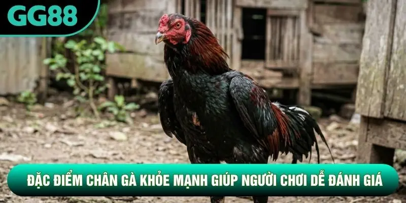 Đặc điểm chân gà khỏe mạnh giúp người chơi dễ đánh giá