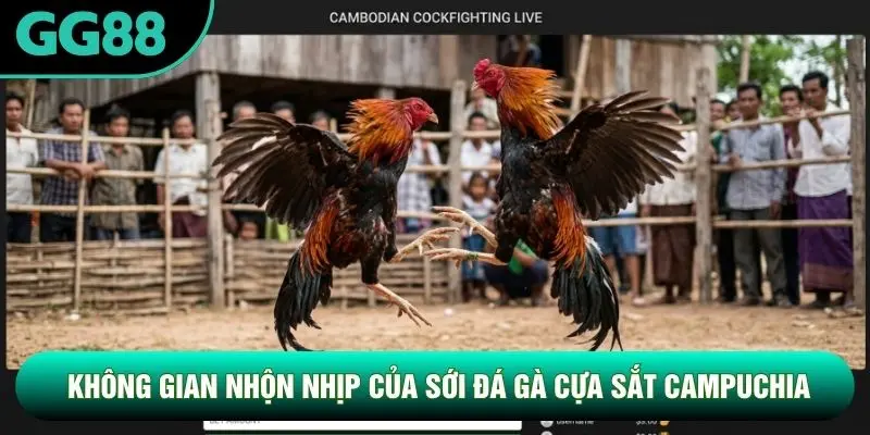 Không gian nhộn nhịp của sới đá gà cựa sắt campuchia