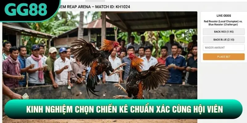 Kinh nghiệm chọn chiến kê chuẩn xác cùng hội viên Kinh nghiệm chọn chiến kê chuẩn xác cùng hội viên