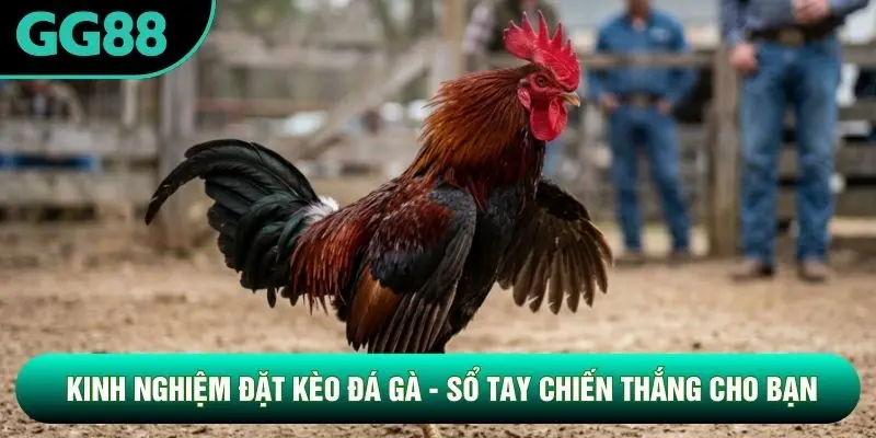 Kinh Nghiệm Đặt Kèo Đá Gà - Sổ Tay Chiến Thắng Cho Bạn