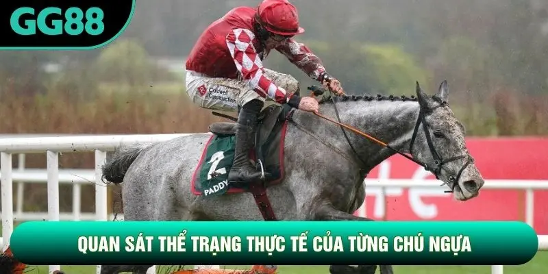 Quan sát thể trạng thực tế của từng chú ngựa