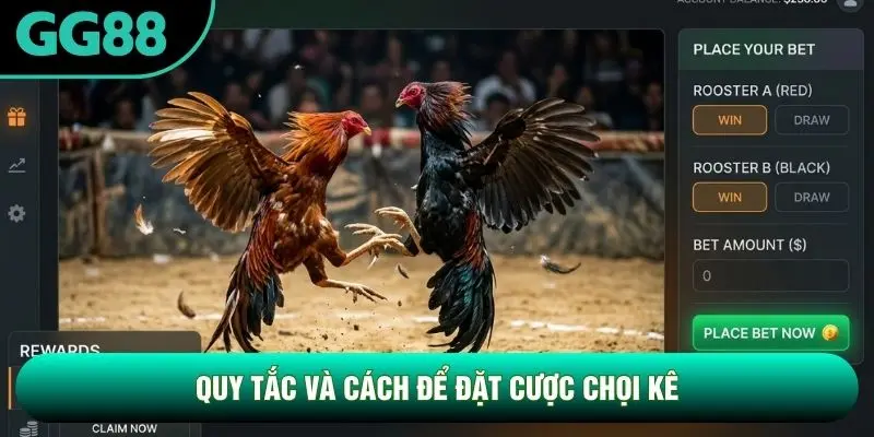 Quy tắc và cách để đặt cược chọi kê Quy tắc và cách để đặt cược chọi kê