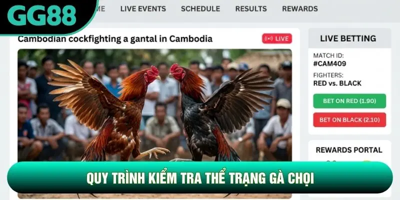 Quy trình kiểm tra thể trạng gà chọi