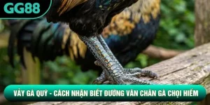 Vảy Gà Quý - Cách Nhận Biết Đường Vân Chân Gà Chọi Hiếm